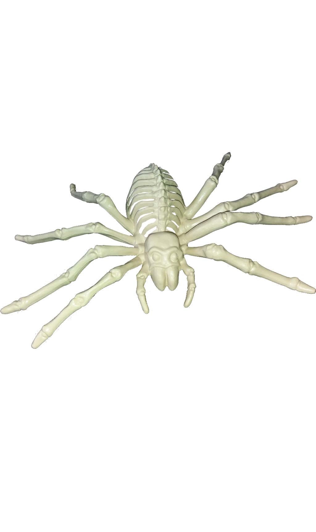 Esqueleto Araña